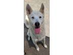 Adopt Chucky a White - with Gray or Silver Husky / Mixed dog in Orange