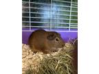Adopt Dot (bonded w/ Bunny) a Brown or Chocolate Guinea Pig small animal in