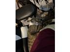 Adopt Puddles a Brown Tabby American Shorthair / Mixed (short coat) cat in