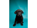 Adopt Sawyer a Black Labrador Retriever / Chow Chow / Mixed dog in Morton Grove