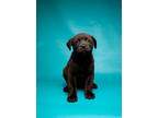 Adopt Sophia a Black Labrador Retriever / Chow Chow / Mixed dog in Morton Grove