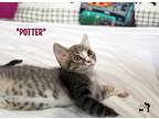 Adopt Potter a Gray, Blue or Silver Tabby Domestic Shorthair (short coat) cat in