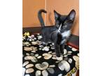 Adopt Curly a All Black Domestic Shorthair / Domestic Shorthair / Mixed cat in
