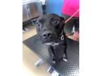 Adopt Aaron a Black American Pit Bull Terrier / Mixed dog in Daytona Beach