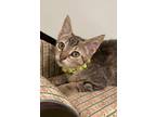 Adopt Minerva a Brown or Chocolate Domestic Shorthair / Domestic Shorthair /