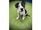Adopt Phoebe a Black American Pit Bull Terrier / Mixed dog in Daytona Beach
