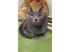 Adopt Major a Gray or Blue Russian Blue / Domestic Shorthair / Mixed cat in