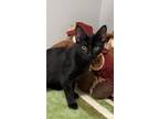 Adopt Colonel a All Black Domestic Shorthair / Domestic Shorthair / Mixed cat in