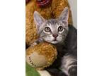 Adopt Maia a Gray or Blue Domestic Shorthair / Domestic Shorthair / Mixed cat in