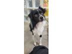 Adopt Fitzgerald a Black Australian Shepherd / Papillon / Mixed dog in Lihue