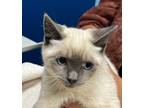 Adopt Toadette a Cream or Ivory Domestic Shorthair / Siamese / Mixed cat in