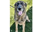 Adopt Frederick a Red/Golden/Orange/Chestnut German Shepherd Dog / Mixed dog in