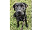 Adopt Pierre a Black Labrador Retriever / Mixed dog in Red Bluff, CA (39119368)