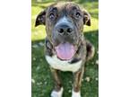 Adopt Justin a Brindle Mastiff / Mixed dog in Red Bluff, CA (39118775)
