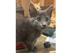 Adopt Lorna a Gray or Blue Domestic Shorthair / Domestic Shorthair / Mixed cat