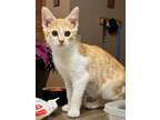 Adopt Denim a Orange or Red Domestic Shorthair / Domestic Shorthair / Mixed cat