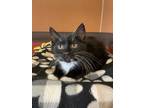 Adopt Larry a All Black Domestic Shorthair / Domestic Shorthair / Mixed cat in