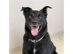 Adopt Sunny a Black Australian Shepherd / Mixed dog in Milford, IA (39171803)
