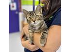 Adopt Kitty Purry a Brown or Chocolate Domestic Shorthair / Domestic Shorthair /