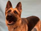 Adopt Muneca a Black German Shepherd Dog / Mixed dog in Woodbury, MN (39171780)