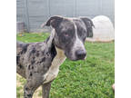 Adopt Miami a Gray/Blue/Silver/Salt & Pepper Catahoula Leopard Dog / Mixed dog