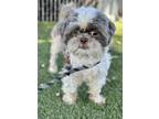 Adopt Herman a White Shih Tzu / Mixed dog in Red Bluff, CA (39171771)