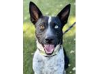 Adopt Tango a Black Australian Cattle Dog / Border Collie / Mixed dog in Red