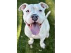 Adopt Lenny a White American Pit Bull Terrier / Mixed dog in Red Bluff