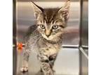 Adopt Silas a Gray, Blue or Silver Tabby Domestic Shorthair cat in Burlington