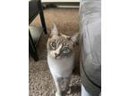 Adopt Robin a Tan or Fawn Domestic Shorthair / Domestic Shorthair / Mixed cat in