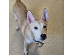 Adopt Chuck a Tan/Yellow/Fawn Husky / Mixed Breed (Medium) dog in Burlington