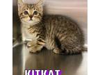 Adopt Kit-Kat a Brown Tabby Domestic Shorthair cat in Burlington, IA (39129266)