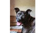 Adopt Mama Charlotte a Black Mixed Breed (Medium) / Mixed dog in Cibolo