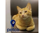 Adopt Banana (SGN) a Orange or Red Domestic Shorthair / Domestic Shorthair /