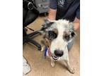 Adopt Chanel a White Australian Cattle Dog / Mixed dog in Madera, CA (39171692)
