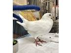 Adopt Ribbon a White Pigeon / Mixed bird in Seattle, WA (39171707)