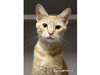 Adopt Guinevere a Orange or Red Domestic Shorthair / Domestic Shorthair / Mixed