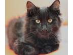 Adopt Smores a All Black Domestic Mediumhair / Domestic Shorthair / Mixed cat in