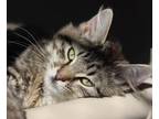 Adopt Moonpie a All Black Domestic Mediumhair / Domestic Shorthair / Mixed cat