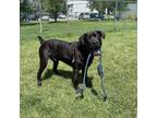 Adopt Hemi a Black Cane Corso / Mixed dog in Kingston, ON (39171720)