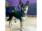 Adopt Cromwell a German Shepherd Dog / Mixed dog in Des Moines, IA (39125407)