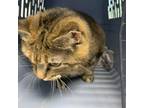 Adopt Georgia a Domestic Shorthair / Mixed cat in Des Moines, IA (39168789)