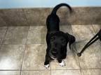 Adopt Celsius a Black Labrador Retriever / Mixed dog in Chandler, AZ (39153949)