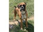 Adopt Marci a Red/Golden/Orange/Chestnut Boxer / Mixed dog in Appleton
