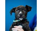 Adopt Amy a Brindle Terrier (Unknown Type, Small) / Mixed dog in Rehoboth Beach