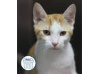 Adopt Ferdinand a Orange or Red Domestic Shorthair / Domestic Shorthair / Mixed