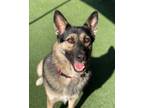 Adopt Bella Boo a German Shepherd Dog / Mixed dog in Oceanside, CA (39131879)