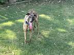 Adopt Monkey a Brindle Greyhound / Mixed dog in Independence, MO (39166044)