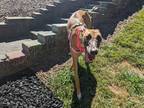 Adopt Mint a Red/Golden/Orange/Chestnut Greyhound / Mixed dog in Independence