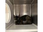 Adopt Sarah a All Black Domestic Shorthair / Mixed cat in Corpus Christi
